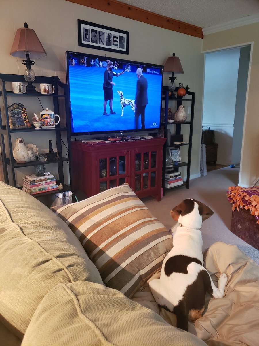 erinjjamis's tweet photo. Annie is very into the #nationaldogshow https://t.co/xf6ra9e5AN