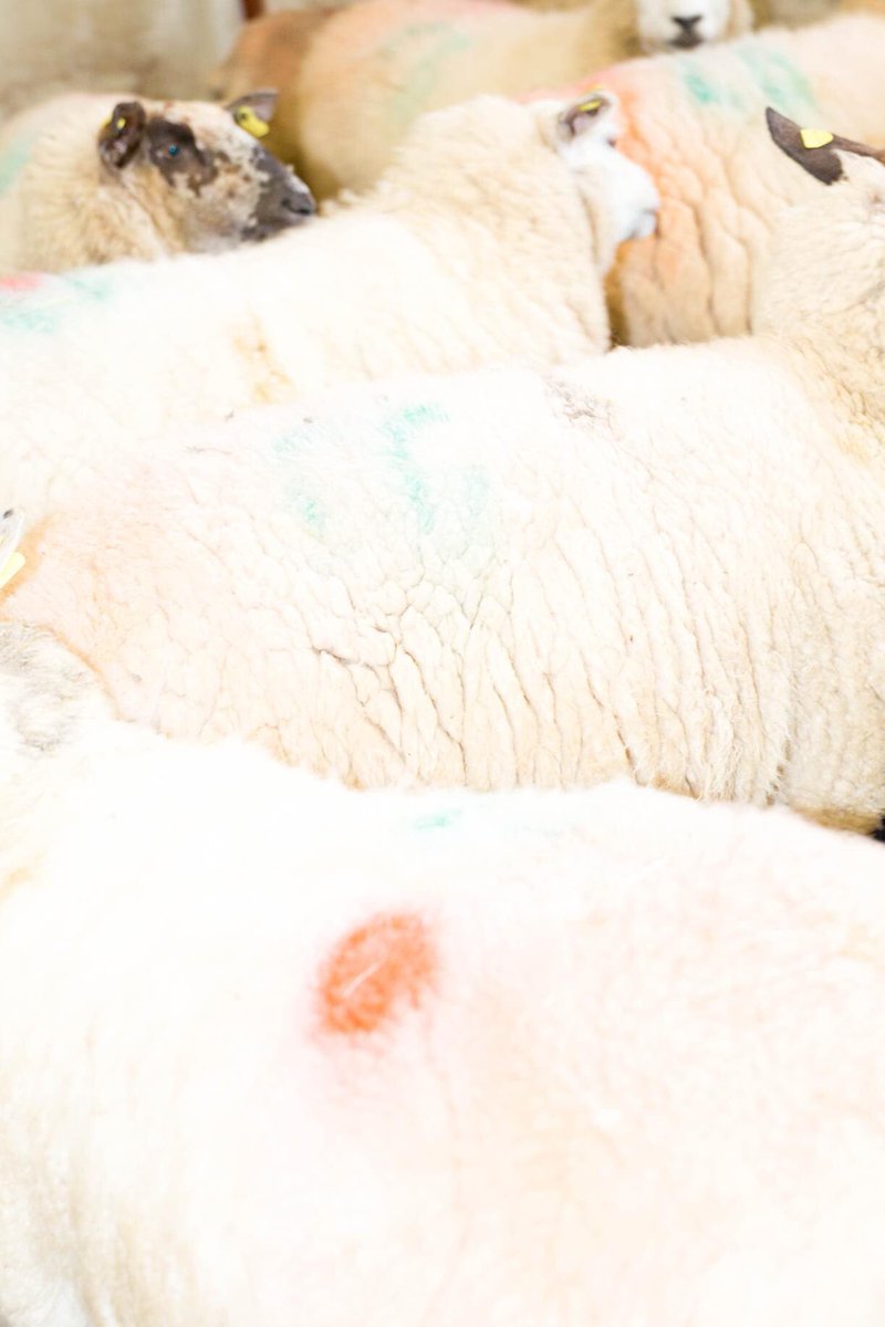 _waysofseeing's tweet image. I’m absolutely thrilled to announce that two images from Loopies Field have been acquired by @opwireland for the state collection.

Many thanks to @PhotoIreland and #halftone  for sharing the work over the past few months.