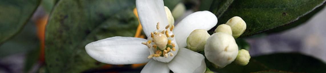 PolkBizBeat's tweet photo. #ufifas Flower Bud Advisory resumes, https://t.co/KR53i1gyJ0. CREC horticulturist Tripti Vashisth takes over for the late Gene Albrigo. Could call it the Gene Albrigo Flower Bud Advisory? https://t.co/EZGc3M4eln