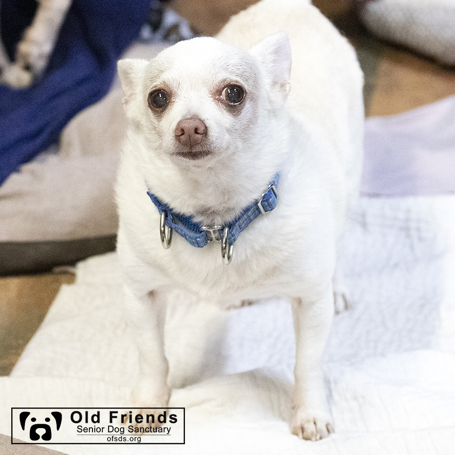 oldfriendssds's tweet photo. "How long do I have to wait before we get pie?"- Chip
#ofsds #ofsdschip #ofsdsdale #seniordogs #ofsdsthanksgiving #thanksgiving #ofsdsbondedpair #bondedpair https://t.co/XNNHC6X8Zq