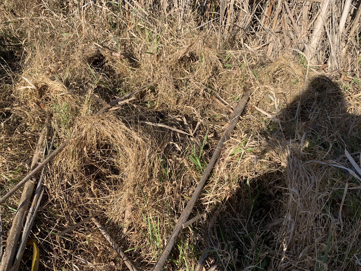 treecrabjulia's tweet photo. Grass village. Connected by cattail reeds and finished with cattail beds https://t.co/I1eYhX2tXM
