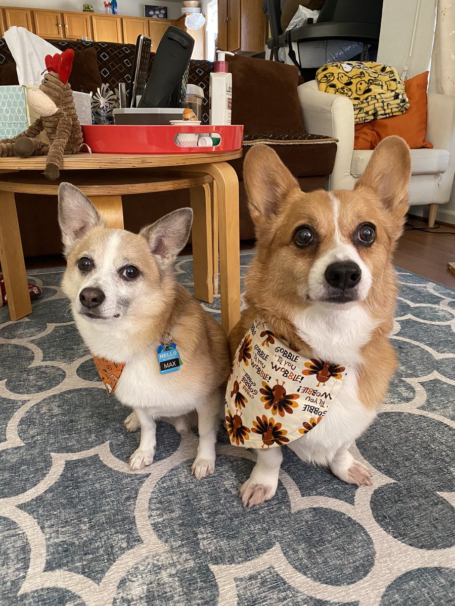 Happy Thanksgiving from Max and Gizmo! #grateful #HappyThanksgiving2020