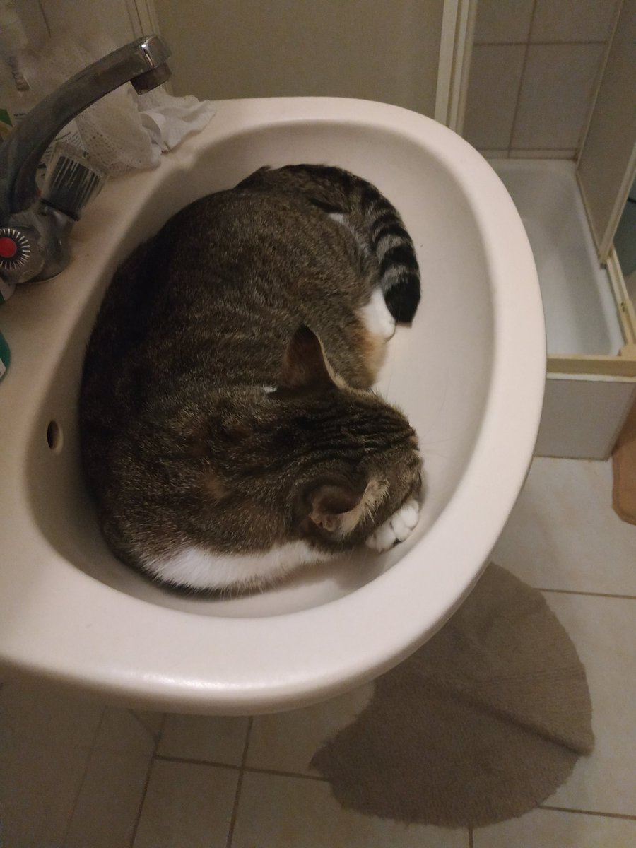 CatSzamoca's tweet photo. The best place to sleep

#CatsOfTwitter #SleepWell https://t.co/OT3CJ0VUew