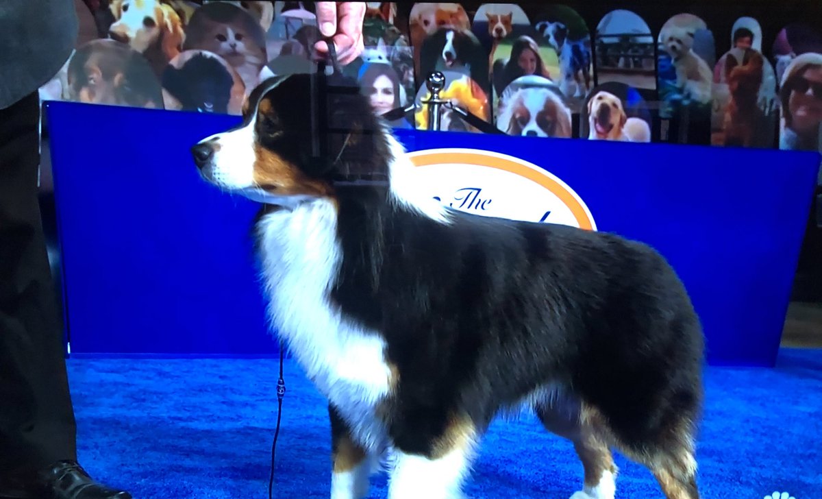 Absolutely cannot handle the cardboard dogs watching from the audience