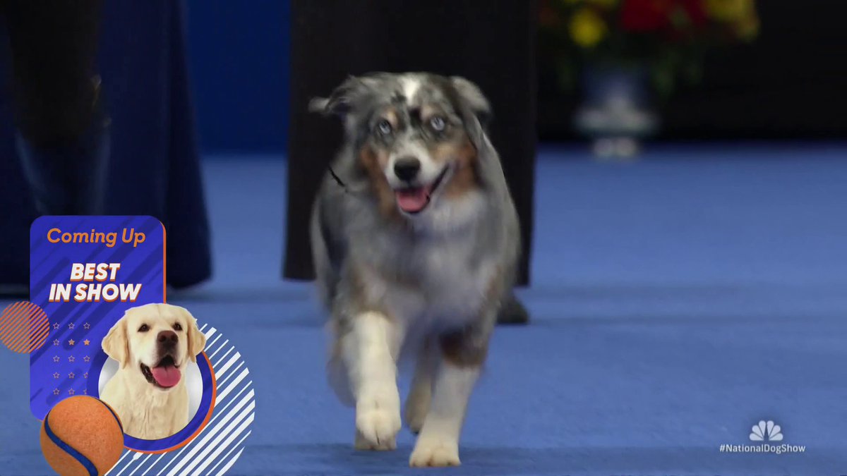 "Jimmy" the Miniature American Shepherd is named after @jimmyfallon because of his high energy and goofy personality. β€οΈ
Think we have the next guest sorted out for @FallonTonight π
#NationalDogShow https://t.co/Jk9X51EjCr
