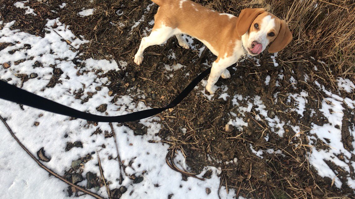ReeseTheBeagle's tweet photo. Tasty snow!
#mlep #beagle https://t.co/gr4bSBN6aq