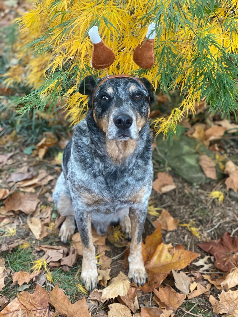 Happy Thanksgiving from these two turkeys! We hope you have a great day with your QuaranTEAM. 

#happydogs #officedogs #HappyThanksgiving #Thanksgiving2020 #gobblegobble #turkeyday

Photo Morgan Myrick