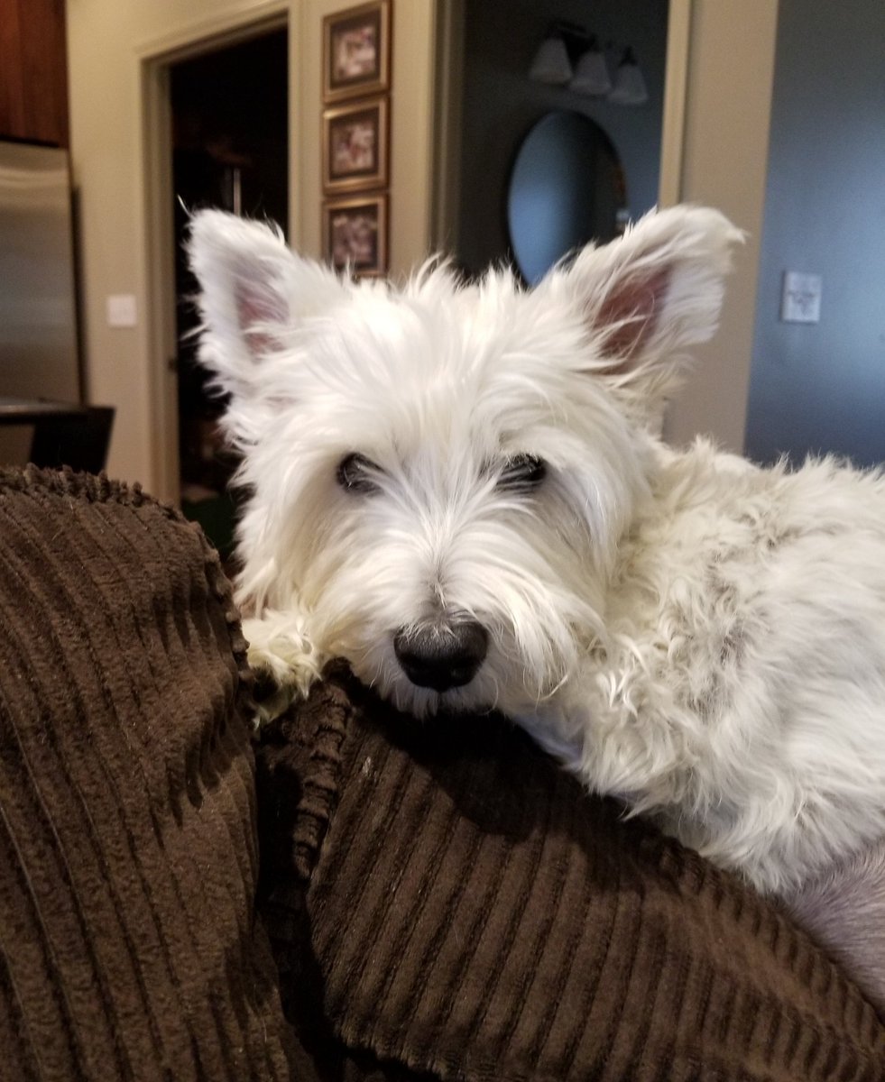 Bogiethewestie's tweet photo. The face when you realize that because you're on a special diet you won't be getting any turkey. #westieproblems #stillthankful #grumpface #ZSHQ https://t.co/SyE2V5tBkZ