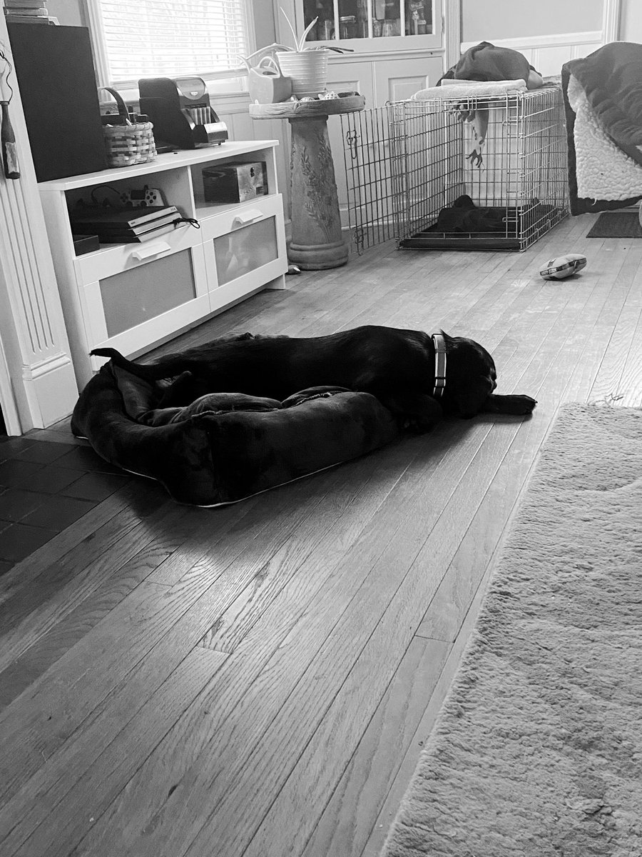 BisonBart's tweet photo. Happy thanksgiving frens! Mom &amp; Dad told me Santa Paws would bring me a new bed if I stay a good boi. I’m trying but it’s hard. https://t.co/nyt8xyLQfo