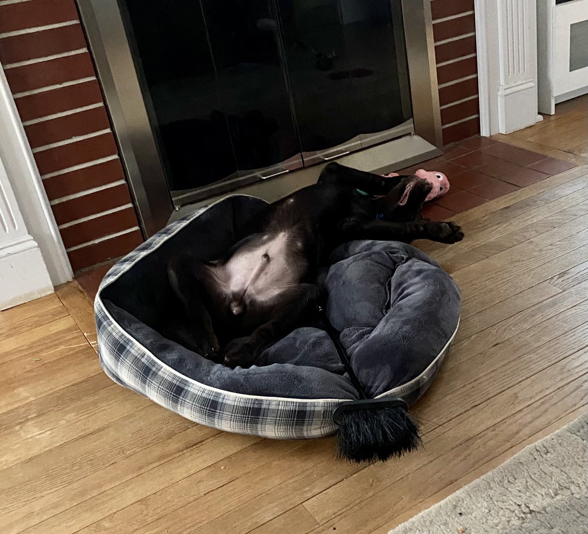 BisonBart's tweet photo. Happy thanksgiving frens! Mom &amp; Dad told me Santa Paws would bring me a new bed if I stay a good boi. I’m trying but it’s hard. https://t.co/nyt8xyLQfo