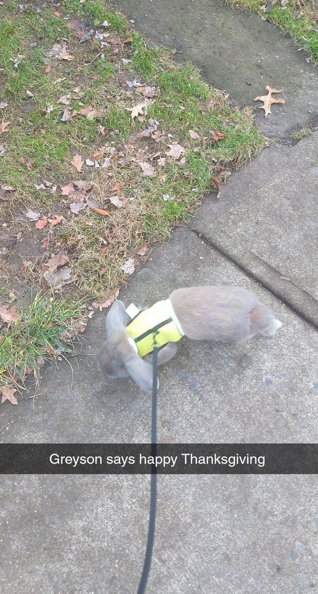 Tonith72's tweet image. Happy Thanksgiving from me and my bunny