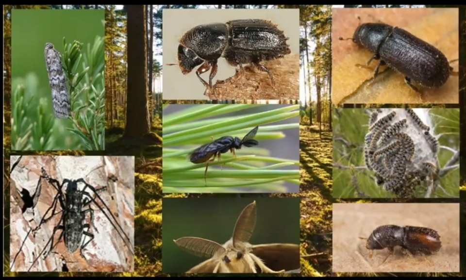 IUFRO's tweet photo. You are interested in Behavioral and Chemical Ecology of Forest Insects🪳🐜🦟and there's nothing on TV📺? 

Why don't you binge-watch 💻the recordings of five webinars on this subject on https://t.co/HLatDo4Mrr ? https://t.co/YV8v2UU2wa
