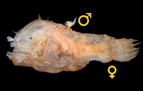 ¿Sabías que...?

La especie Photocorynus spiniceps posee uno de los #dimorfismos sexuales más notables en el mundo animal. El macho mide entre 6 y 7 mm (siendo probablemente el #vertebrado más pequeño del mundo), mientras que las hembras miden más de 50 mm. 
📸T. W. Pietsch