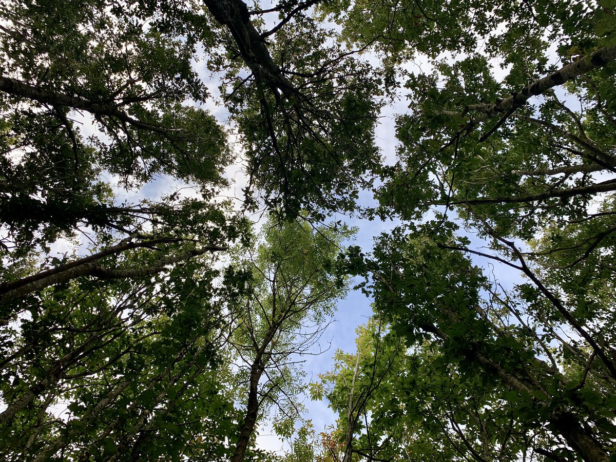 pippa_hackett's tweet photo. I chaired the first meeting of a new Forestry Policy Group. I believe we have started on the process of developing a new strategy for Irish forestry, and I want to express my deep appreciation to all those who attended and engaged so openly and generously.
https://t.co/MHMCv4D9kq https://t.co/BNRgyFjHtH