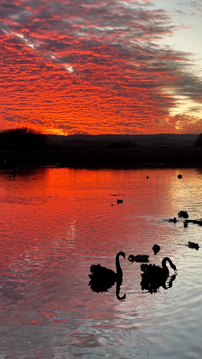 Red skies and black swans #devonphotographer #DevonHour #ExeterHour #PhotoHour #Devon #topsham #sunset #riverexe