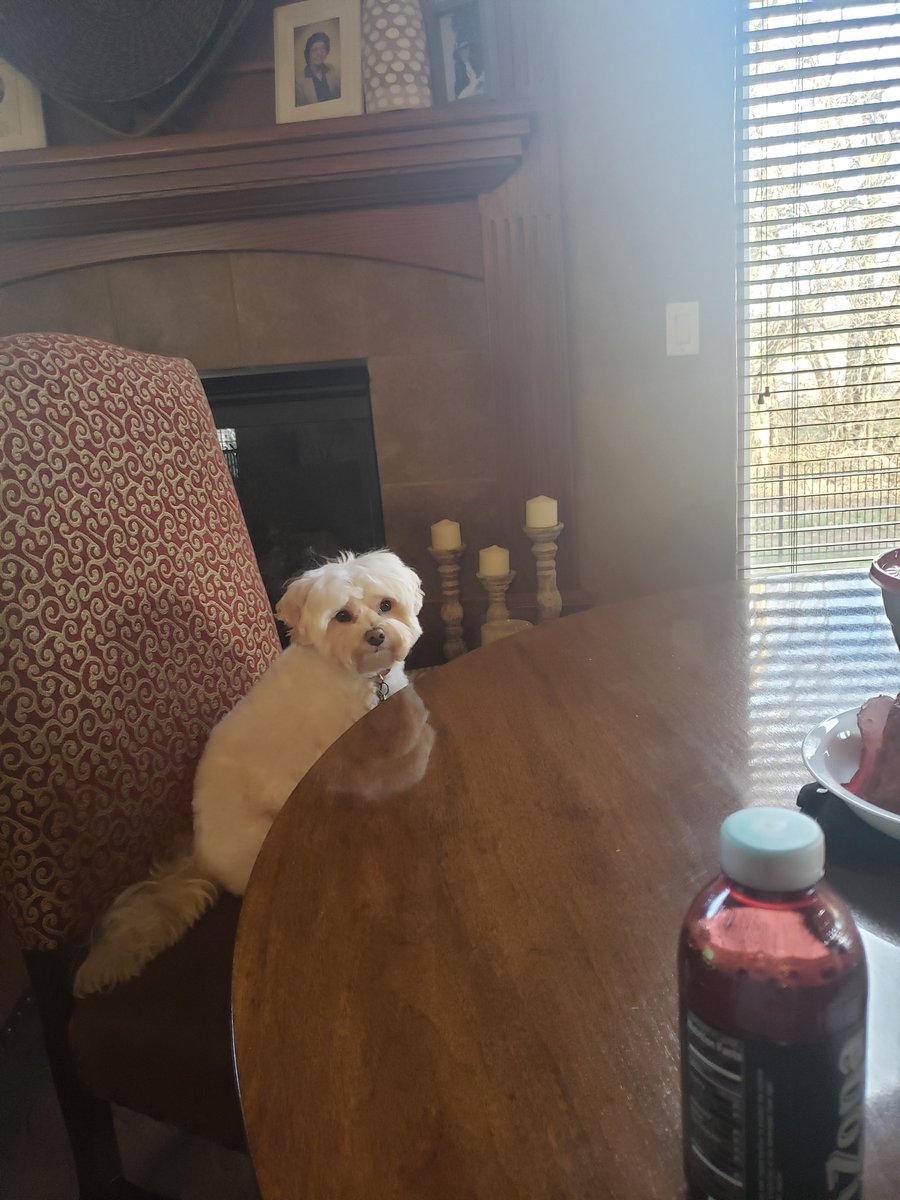 CRMillerrr's tweet photo. Happy Thanksgiving everyone. Ozzie is ready to eat https://t.co/c8iNqYZDaP