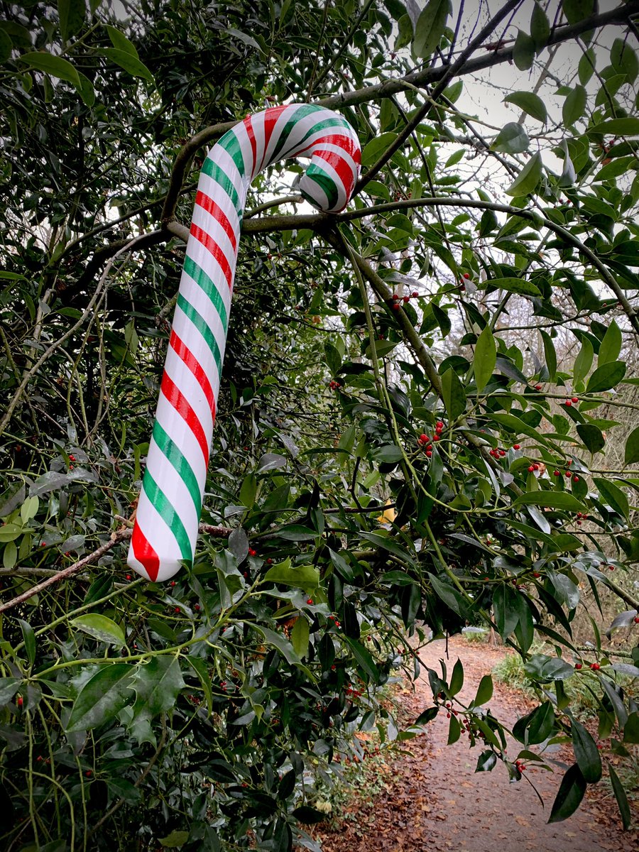 A huge, hand carved candy cane, high in a berried woodland holly bush. We’ll hang 23 more once the paint’s dried - each with a different design. This is a preview of our outdoor advent opening, starting on Tuesday. Tickets are available now on our website. bit.ly/3qcdSsv
