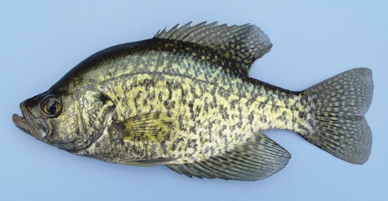 LSRCA's tweet photo. Today’s #FishyFriday is brought to you by #BlackFriday! It is a sought-after pan fish by many anglers. We don’t catch many at our tributary sampling sites as they like lakes and ponds. These fish were introduced into #LakeSimcoe in 1987. Can you #NameThatFish? #RiverResearcherRob https://t.co/8zhHM3lKR5