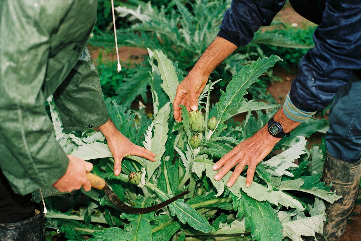 HortalimentaVLC's tweet photo. Manuel Jaime també és finalista pel reportatge ‘Señales de humo’: ‘David tiene 26 años y nació en la huerta. Estudia magisterio y trabaja en el campo. Si un joven no ve futuro en el campo ¿qué será de él en unos años? ¿suelos para un centro comercial? ¿edificios? #ClickAlHorta https://t.co/mbEActXgCw