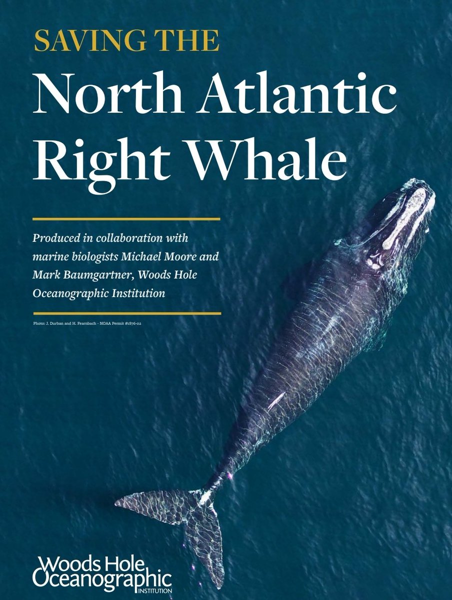 OurDigitalEarth's tweet photo. Researchers @WHOI find ship collisions were the leading cause of mortality Right Whales from 1970 to 2009, however now a large majority of deaths by fishing gear. #Ocean #BetterWorld @FishOceansCAN https://t.co/DHWIWM2I39 https://t.co/LhgIO5RY3Q