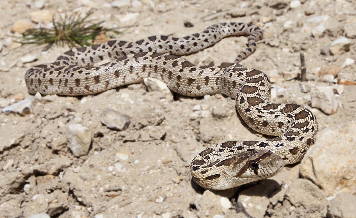 MonarchNationCA's tweet photo. #ICYDK the Great Basin Gopher Snake isn't a rattlesnake, but would like you to think it is! When threatened, it may hiss and shake its tail rapidly to imitate a rattlesnake -- but it's not venomous. It is designated a “threatened” species in Canada. https://t.co/ZugvP27GDw https://t.co/Q6Dd4DS1lO