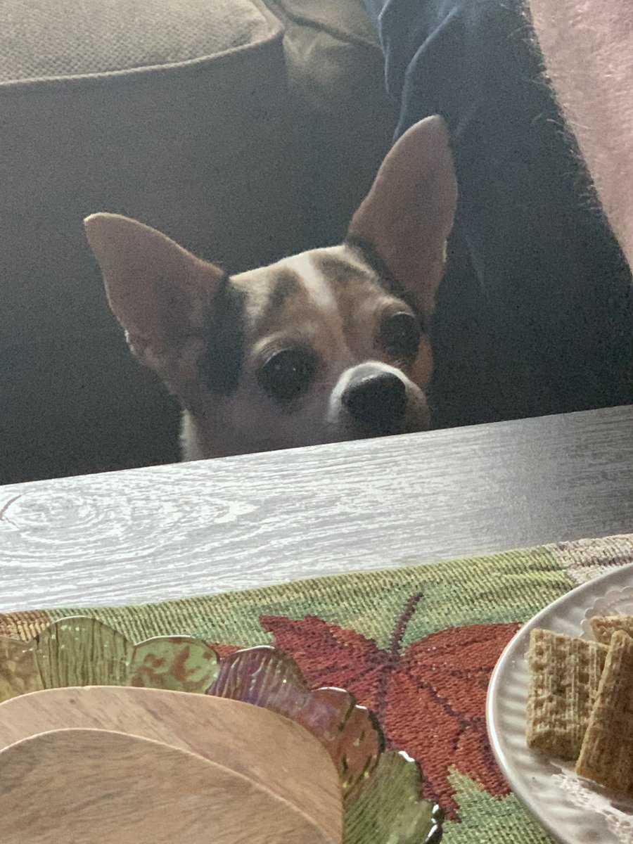 KayleeRemington's tweet photo. Guys. Jovi is CRYING for Thanksgiving food. #mybub https://t.co/X4xO5oYBwW