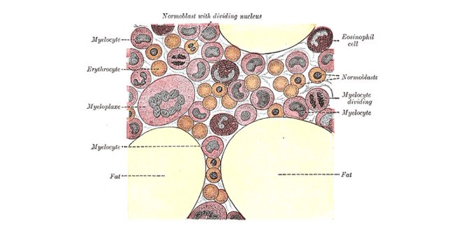 Структуры красного костного мозга. Строение красного костного мозга иммунология. Схема строения красного костного мозга. Иммунная система красного костного мозга схема. Красный костный мозг роль в иммунитете.