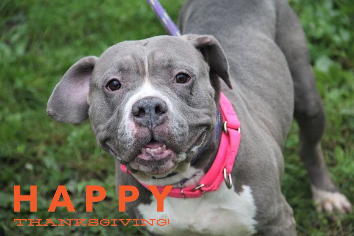 Associated Humane Societies - Newark Branch tweet media