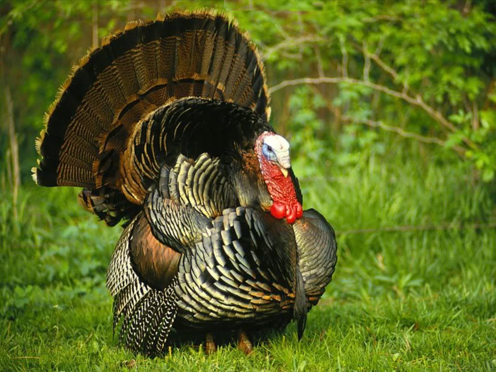 For a day, let's count our blessings and be content. Happy Thanksgiving! #Thanksgiving #HappyThanksgiving #turkeyday #wildturkey