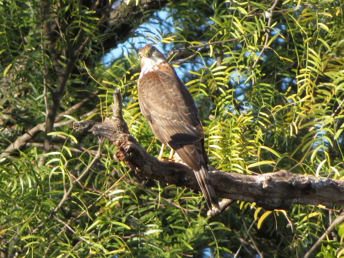 whatabirder's tweet photo. This beauty flew by this afternoon as I was sitting on a bench resting my Covid-infested body. What a beauty! Sharp-shinned hawk? #hawks #nature #isolation #Texas #BirdsofPrey https://t.co/VQWrKZyesa