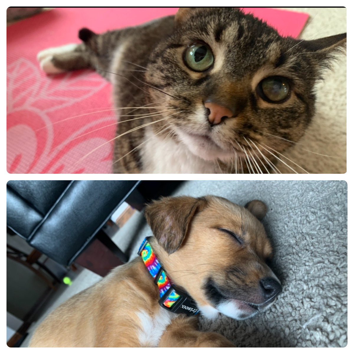 Kevin Dunn tweet media