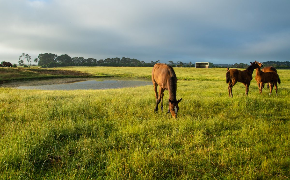 LimeCountryAU's tweet photo. Early morning down at the dam, bit of Friday Fight Club about to kick off over to the side. This is how and where the Lime Country stock that will be offered @mmsnippets & @inglis_sales in 2021 were raised #limecountrylife #roomtorun @TDNAusNZ @anz_news @FastTrackPhotog https://t.co/zLSkB9Fk6o