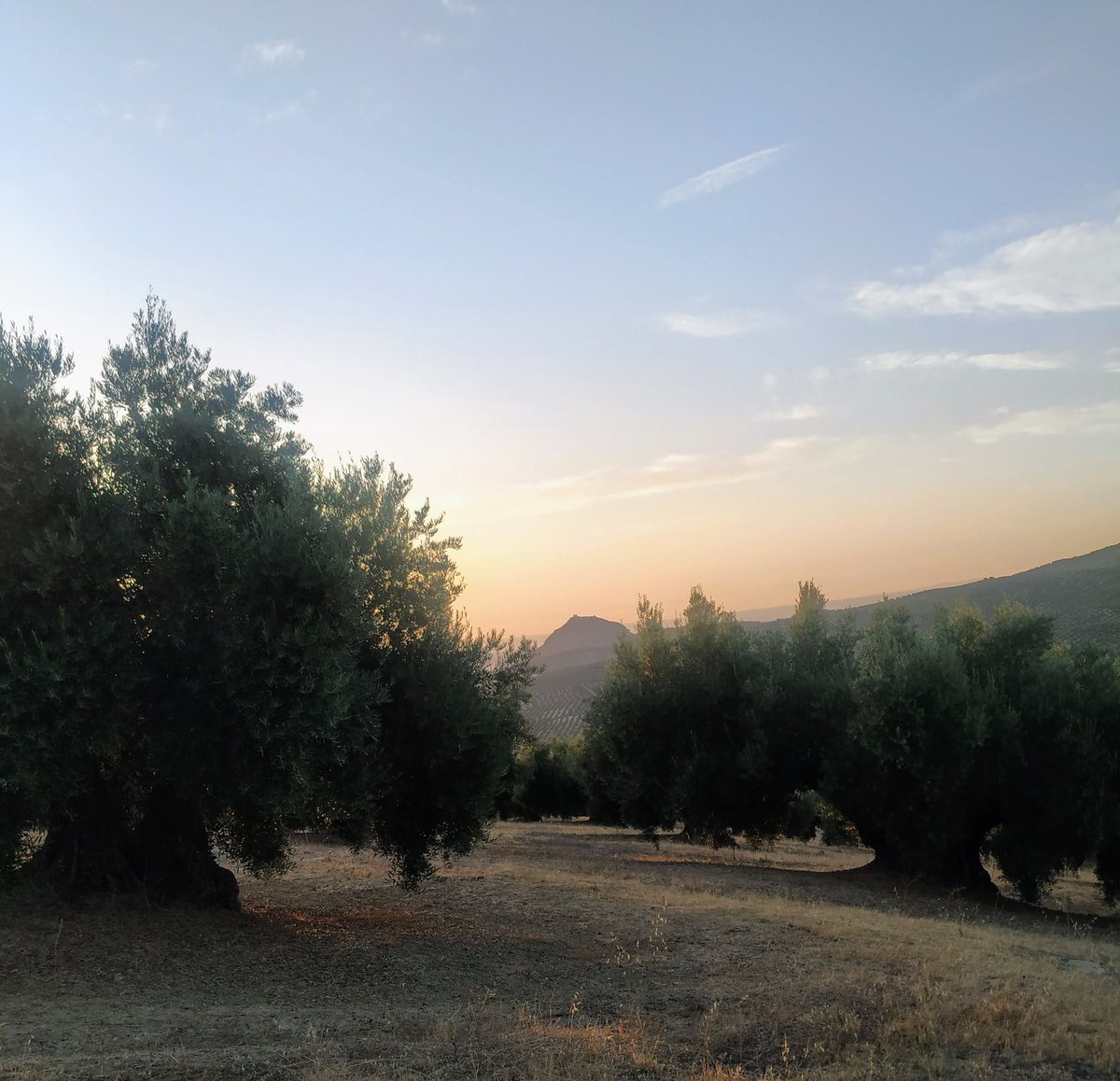 Cada día aprecio más este #mardeolivos , su oro líquido #AOVE y mi respeto más profundo a los trabajadores/as que hacen que esta maravilla perdure en el tiempo.
#diamundialdelolivo
#olivo
#Jaén https://t.co/VuzdGkQhDC