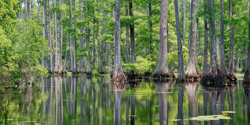 Amplitudes tweet media