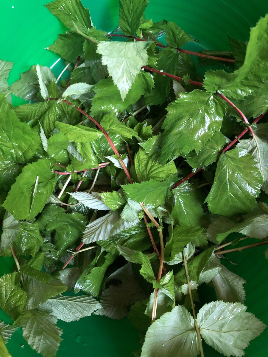 Growingbeer's tweet photo. Following the release of Ep#4 this week, here’s some of the wild herb collection from the spring/summer - as it was and then nicely dried and ready to brew #growingbeer #findingbeer #herbs #foraging #brewing #beer #ale #devon https://t.co/kK8fkFayO9
