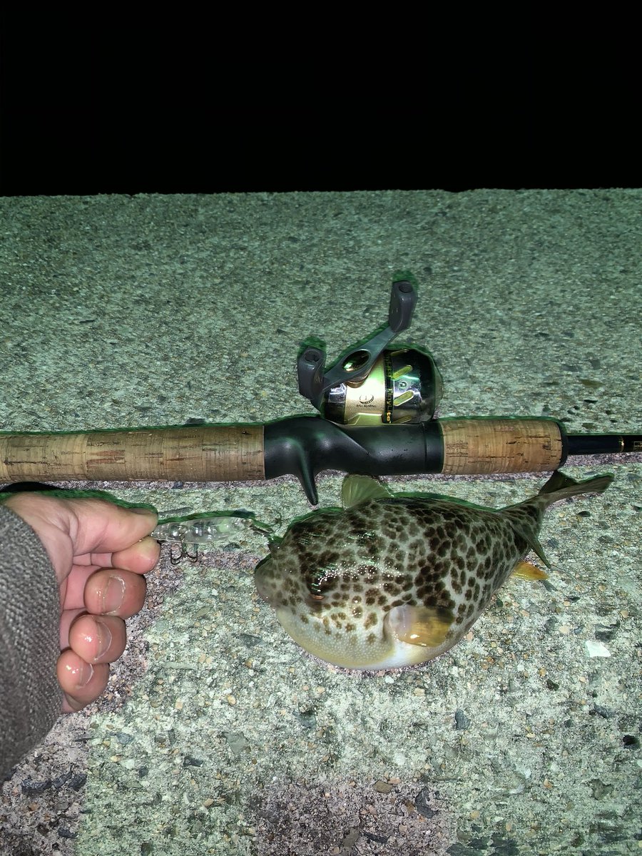 FishingSlow's tweet image. 小豆島出張最後の釣果はミノーでフグ😮　独自の引きが楽しいが…
#Tetraworks #spincast #スピンキャスト　#ライトゲーム