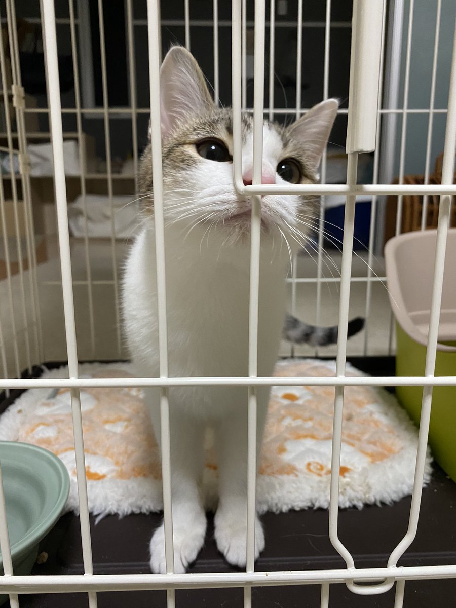 猫の誤飲 hashtag on Twitter