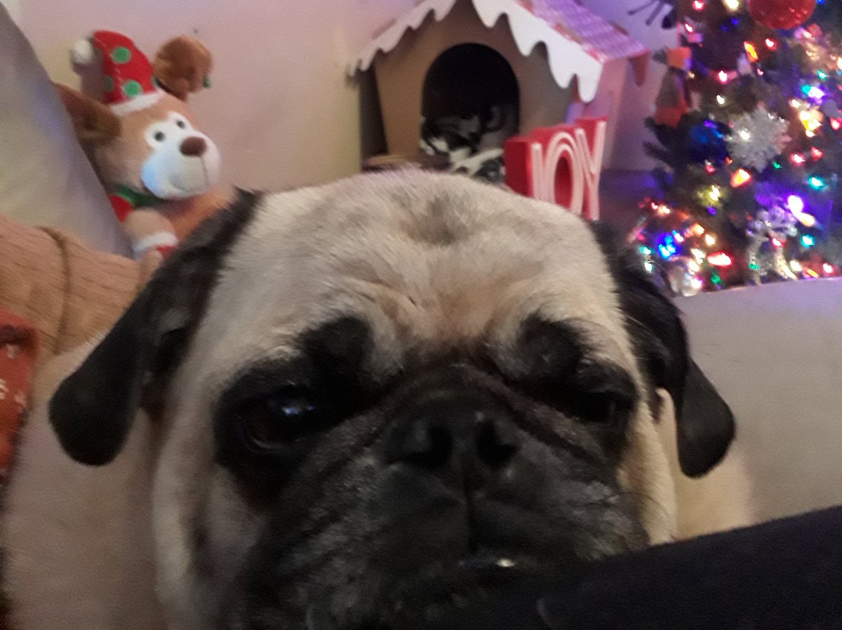 haley_pug's tweet photo. We're stuffed https://t.co/CkbnL1yvDc