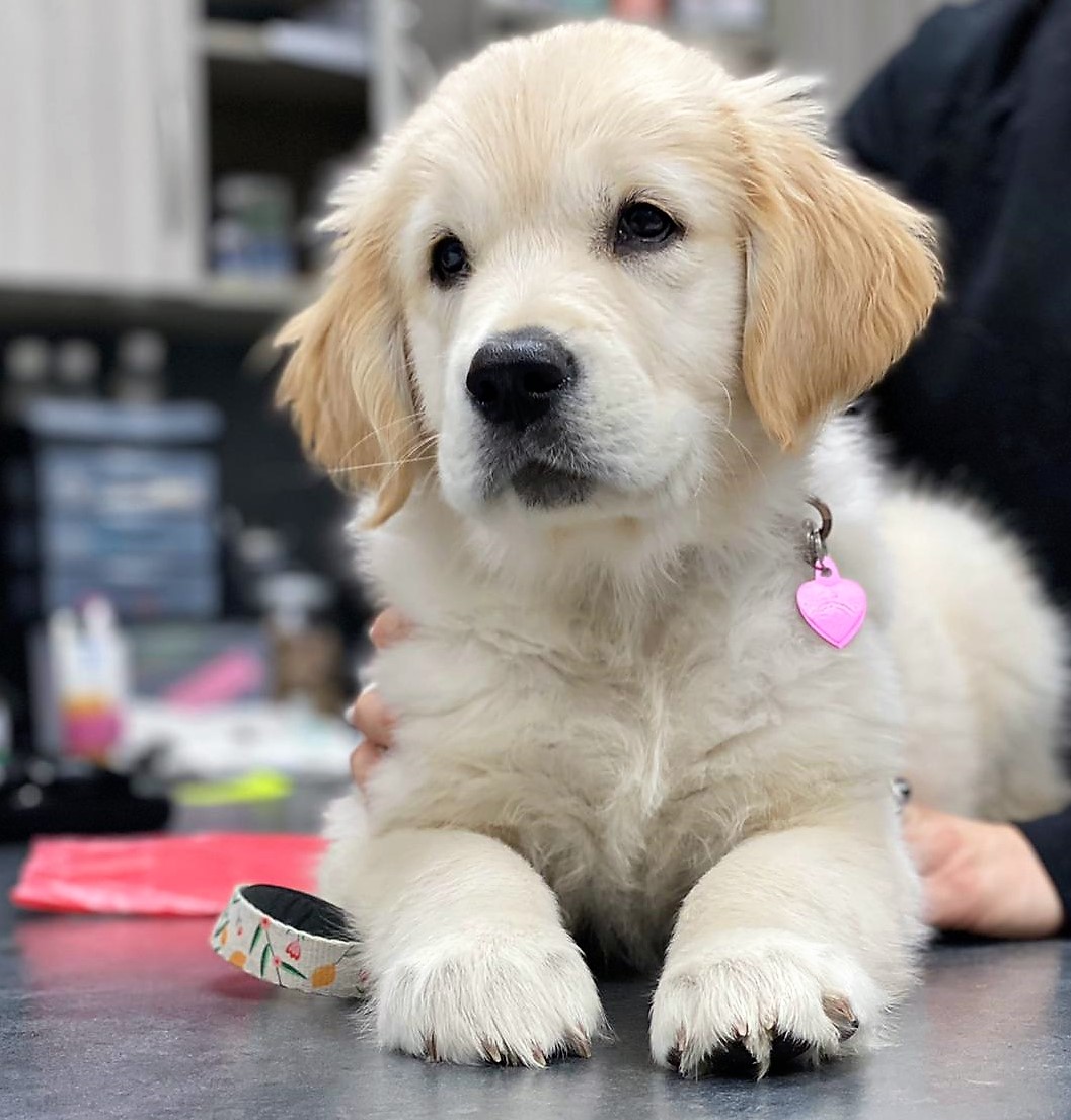 #nofilterrequired #perfection 

(Winnie the golden puppy, being perfect.)