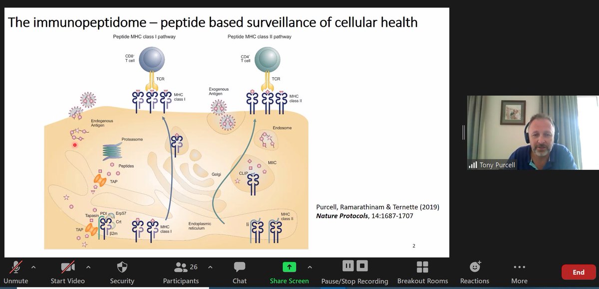Monash Partners Comprehensive Cancer Consortium (@monashpccc) on Twitter photo ON NOW Prof Tony Purcell <a href="/PurcellLab/">Purcell Lab</a> sharing insights into immunopeptidomes and how #precisiononcology can be applied to identify different classes of antigens and spliced peptides, using robotics and other novel approaches. <a href="/MonashBDI/">Monash Biomedicine Discovery Institute</a> <a href="/MonashUni/">Monash University</a> ON NOW Prof Tony Purcell <a href="/PurcellLab/">Purcell Lab</a> sharing insights into immunopeptidomes and how #precisiononcology can be applied to identify different classes of antigens and spliced peptides, using robotics and other novel approaches. <a href="/MonashBDI/">Monash Biomedicine Discovery Institute</a> <a href="/MonashUni/">Monash University</a>