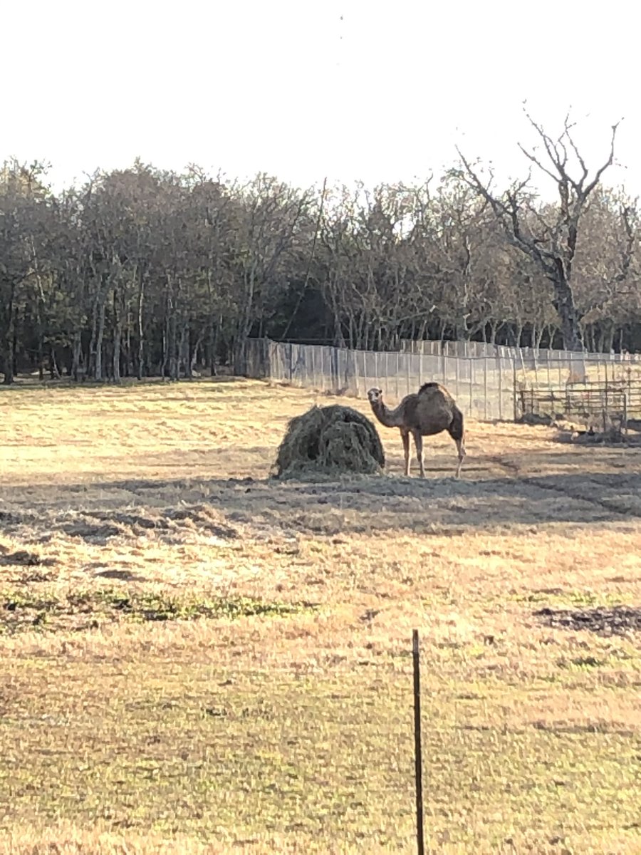 c4m7m6's tweet photo. Had a great time hanging with the #zonkeys, Kedar the #camel , #zebras and the rest of the animals while staying at CAMELot #airbnb in Lebanon, TN. #likazoo https://t.co/OxjNKO72P2