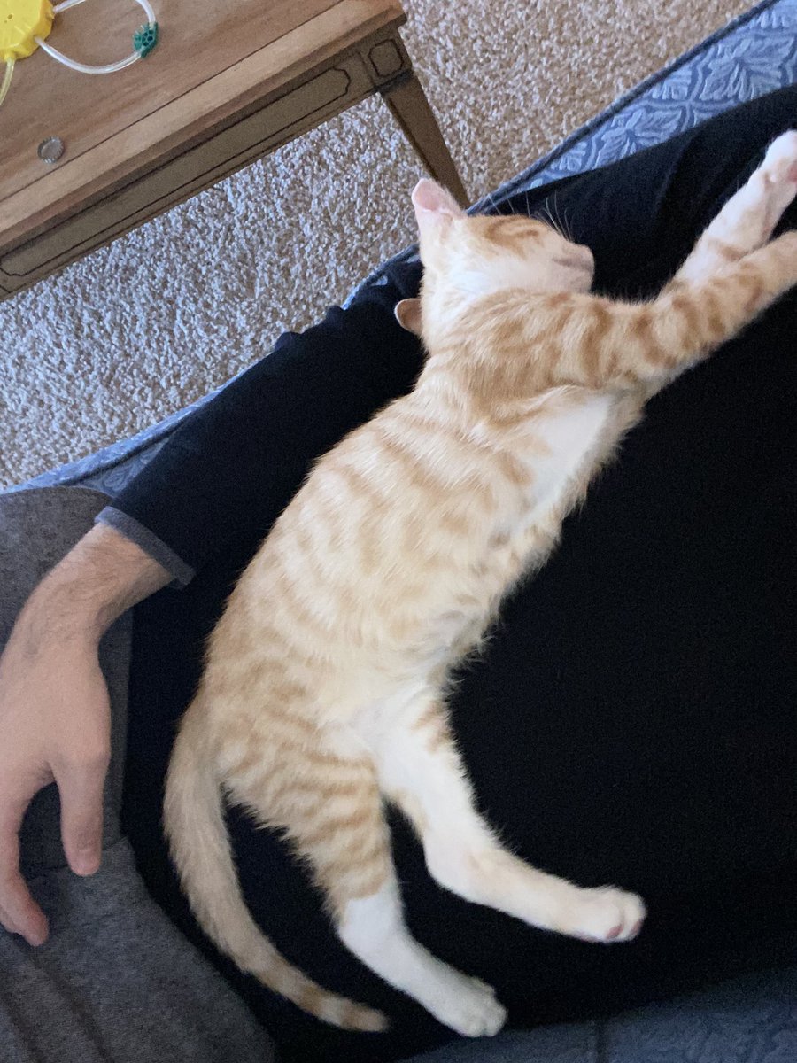 _Chaserr's tweet photo. Newton taking his pre-turkey nap 😴 https://t.co/AP2UOfftXr