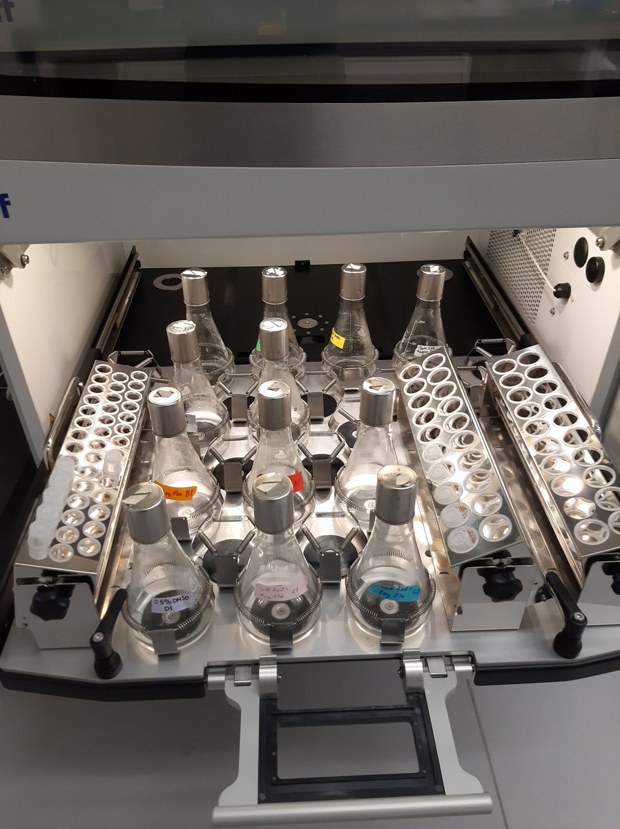 Sam Apodaca (@samapodaca_) on Twitter photo Happy Thanksgiving everyone! Time point 14 completed today. Thankful for the opportunity to work on this project in an amazing lab and that it's going well so far! #KGSlabEvolves <a href="/KSamerotte/">KerryGeilerSamerotte</a> <a href="/KaraSchmidlin/">Kara Schmidlin</a> Happy Thanksgiving everyone! Time point 14 completed today. Thankful for the opportunity to work on this project in an amazing lab and that it's going well so far! #KGSlabEvolves <a href="/KSamerotte/">KerryGeilerSamerotte</a> <a href="/KaraSchmidlin/">Kara Schmidlin</a>