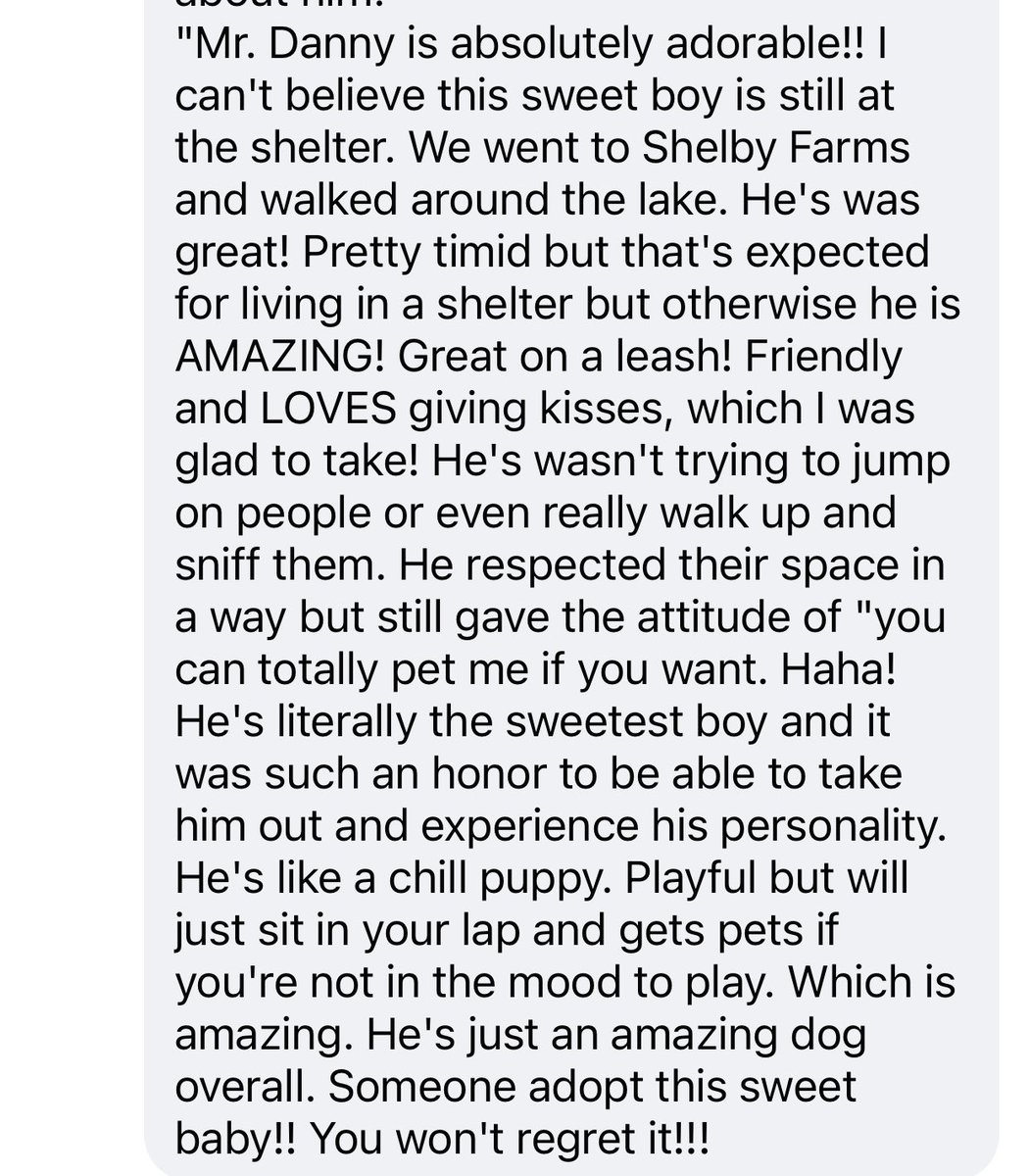 reddogsusie's tweet photo. #TN #MEMPHIS
🆘🆘STILL THERE Mr Danny 1yo hw+ HAS LIMP DUE2 GUNSHOT INJURY! An adorable boy who was terrific on his FosterFieldTrip-read below-His chaperone gave him a glowing report-Sweet, affectionate-a perfect companion! Needs #PLEDGES #RESCUE #MASA1297
https://t.co/oUVzcyKV8T https://t.co/D6ChHCHuFm