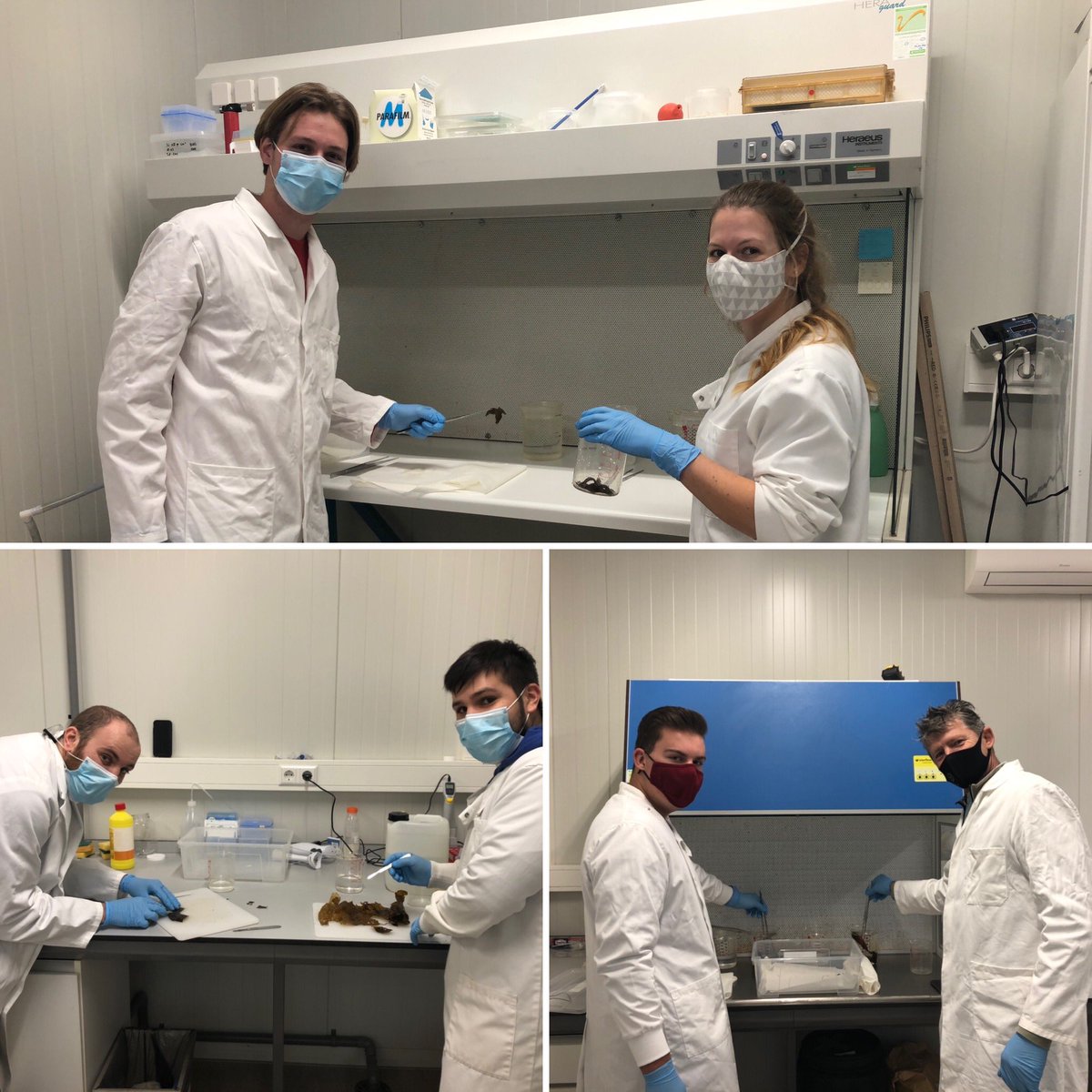 Right after the peak of delivery season 2020, the team of Hortimare is already working towards 2021. #soriextraction #teamwork #hortimare #seaweed #Saccharinalatissima #propagation #breeding #blueeconomy #seaweedeconomy #coronaproof