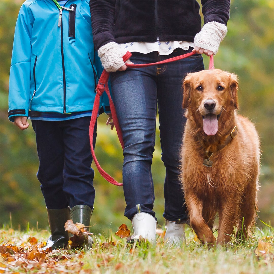 vca shop city animal hospital