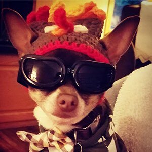 day 109 of nhlers as small animals: the energy is the same 