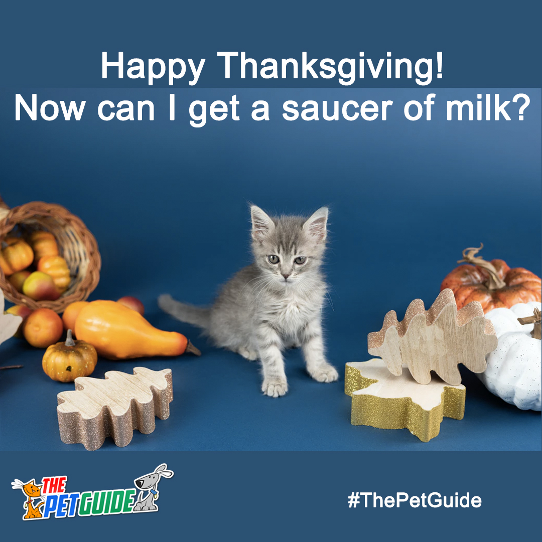 Happy Thanksgiving from all of us at The Pet Guide 🐶 🦊  🐦 🐰 🐾

Share your Thanksgiving Pet Pics with us via DM and tag your photos w/ #ThePetGuide to get featured

#ThePetGuide #ThePetGuideUsa #Thanksgiving #PetsOfInstagram