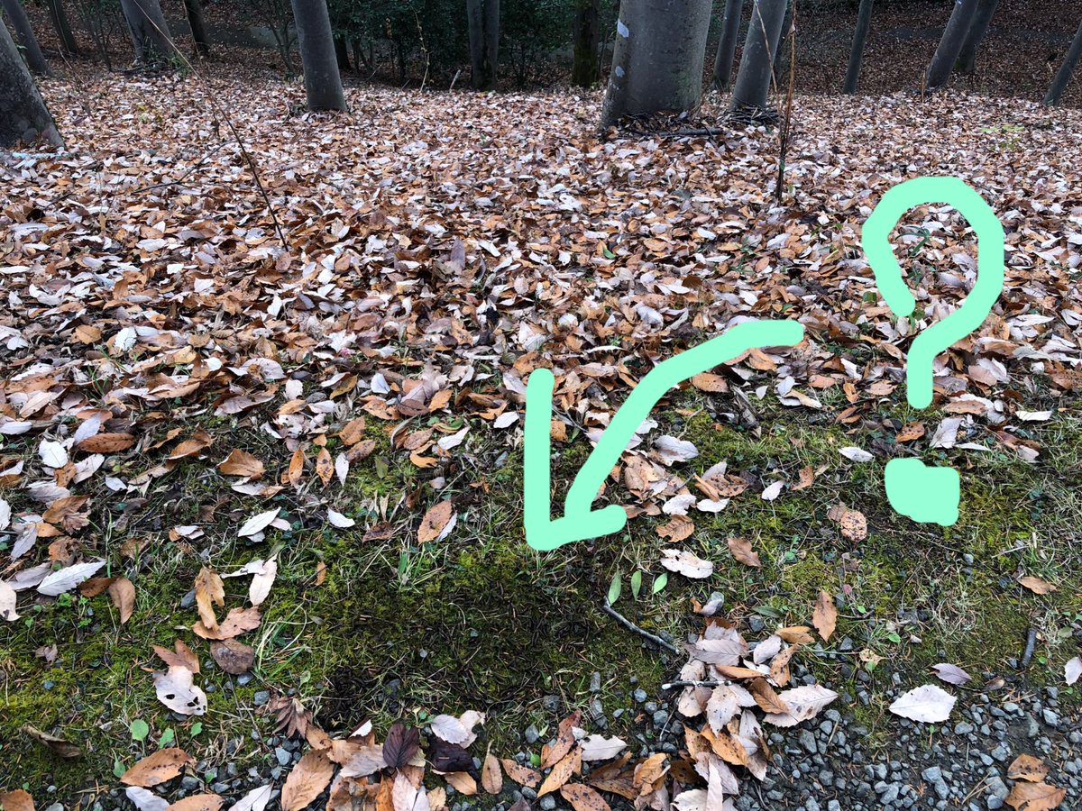 今朝 散策していると黒い塊を発見 よく見ると の大群 何の なのか 山にはいろんな生物がいますよね 逢瀬公園 緑化 11 27 動画あり 逢瀬公園 緑化センター ぐるっと郡山 今朝 散策していると黒い塊を発見 よく見ると の大群 何の なのか 山にはいろんな生物がいますよね 逢瀬公園 緑化 11 27 動画あり 逢瀬公園 緑化センター ぐるっと郡山