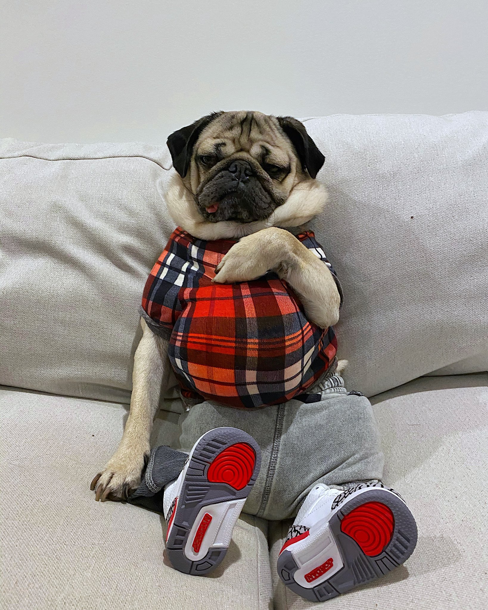 Baby pug clearance food